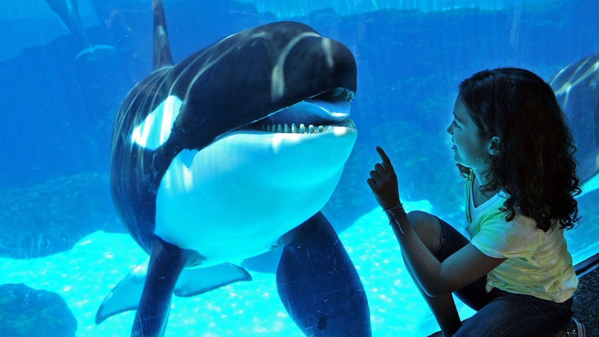 Sea World to End Killer Whale Show